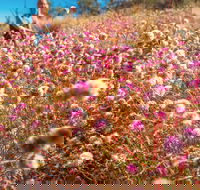 Wineries and Wildflowers - Winery Find