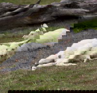 Yarra Valley Nocturnal Zoo - Winery Find