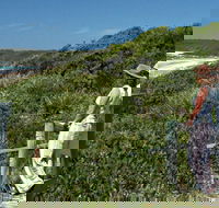 Conjola Beach Picnic Area - Winery Find