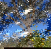 Euroa Arboretum - Winery Find