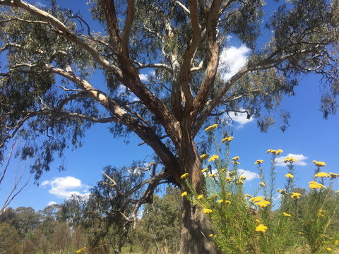 Euroa Arboretum - Winery Find 0
