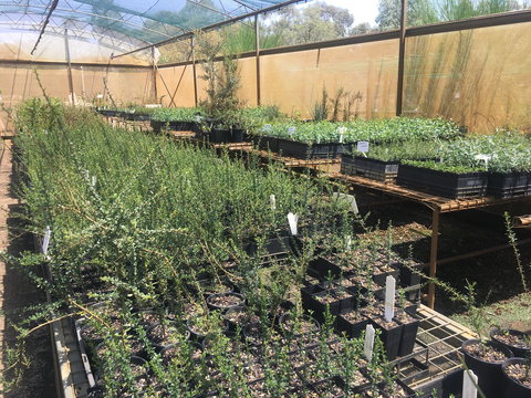 Euroa Arboretum - Winery Find 1