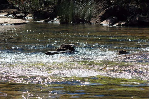 Frere's Crossing Bushwalk - Winery Find 1