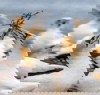 Gannets in Portland - Winery Find