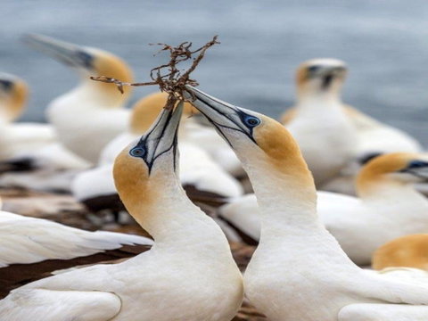 Gannets In Portland - Winery Find 0