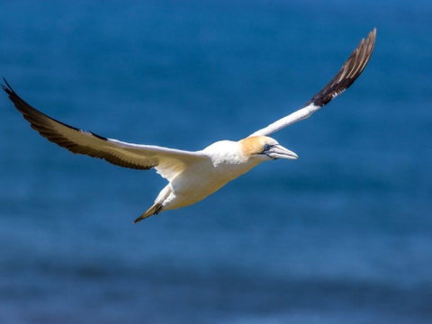 Gannets In Portland - Winery Find 1