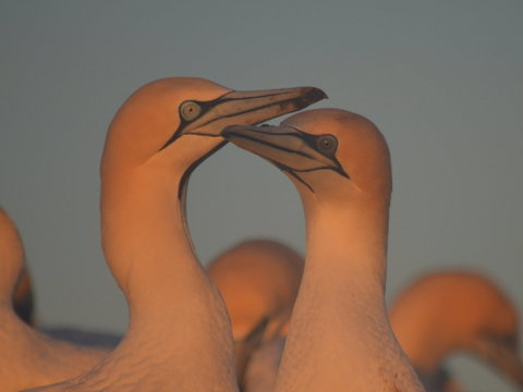 Gannets In Portland - Winery Find 2