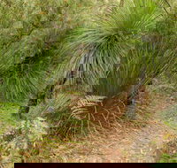 Grass Tree Circuit - Winery Find