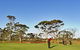 Kalgoorlie Golf Course - thumb 2