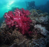 Luncheon Bay Dive Site - Winery Find