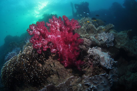 Luncheon Bay Dive Site - Winery Find 0