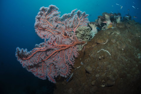 Luncheon Bay Dive Site - Winery Find 1