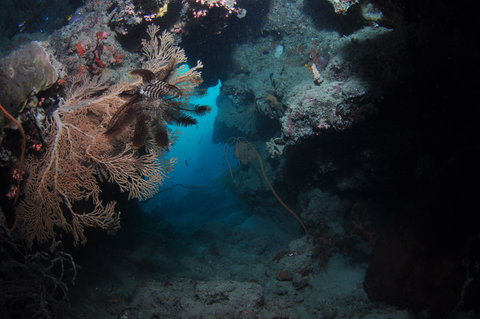 Luncheon Bay Dive Site - Winery Find 2
