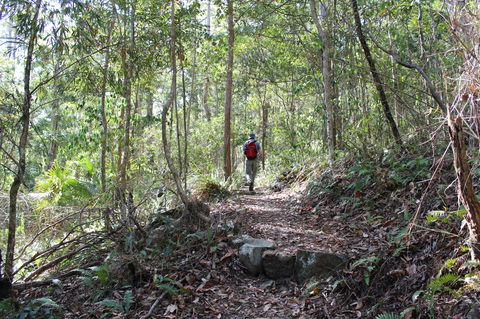 Morelia Walking Track, D'Aguilar National Park - Winery Find 1