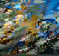 Norseman - Winery Find