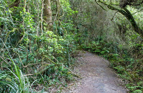 Rainforest Walking Track, Roberston Nature Reserve - Winery Find 0