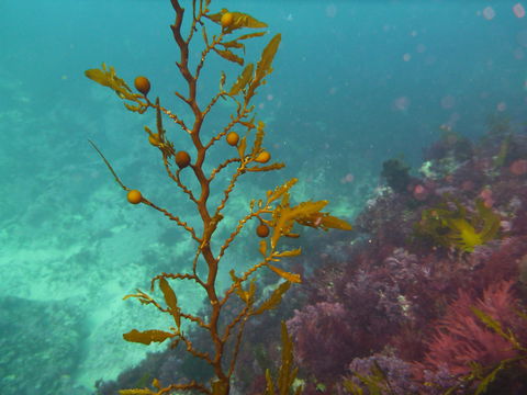 Twelve Apostles Marine National Park - Winery Find 2