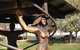 Walcha Open Air Gallery - thumb 0
