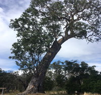 Bilston's Tree - Winery Find