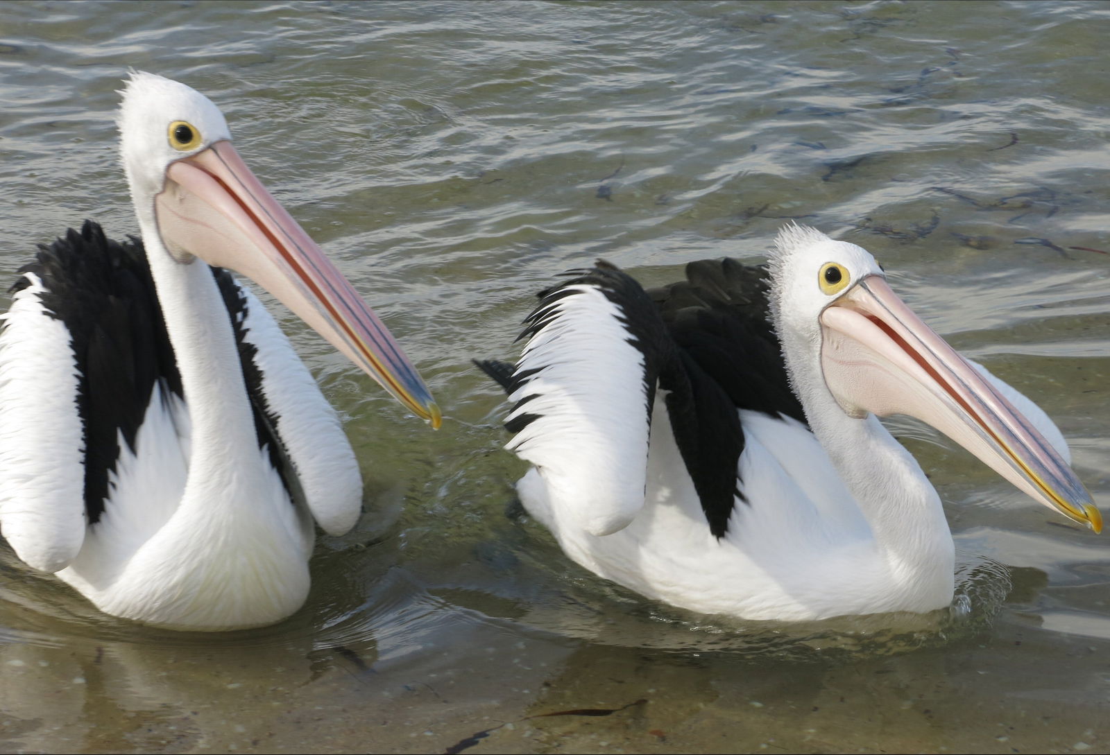 Chinaman Wells SA Winery Find