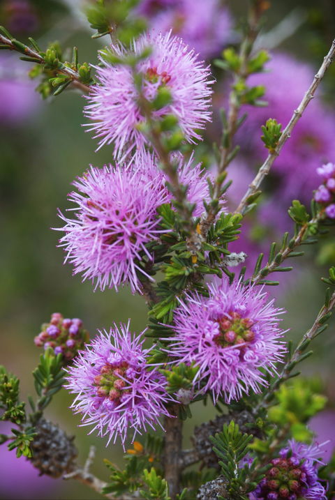 Ethel Daw Scenic Drive - Winery Find 0