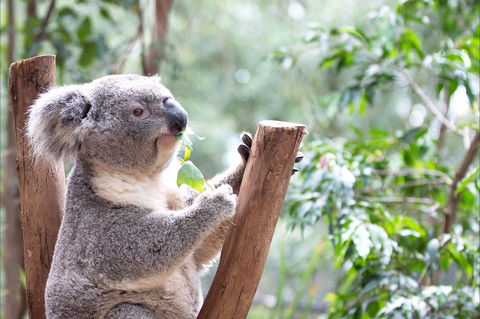 Featherdale Wildlife Park - Winery Find 1