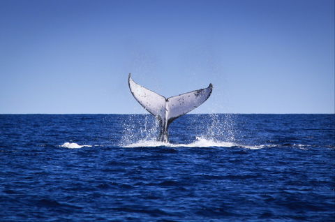 Humpback Whales - Winery Find 0