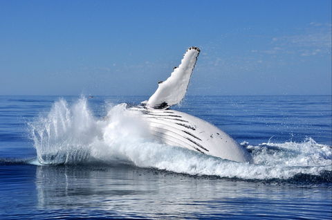 Humpback Whales - Winery Find 1