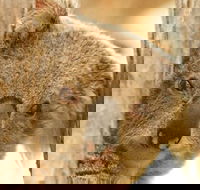 Koala Reserve - Winery Find