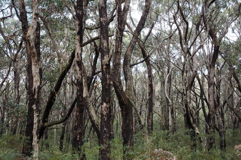 Lookout Hill  Circuit Walk - Winery Find 0