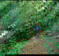 Mount Cougal Springbrook National Park - Winery Find