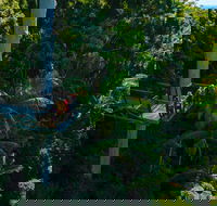 Tamborine Rainforest Skywalk - Winery Find