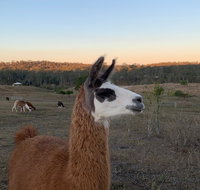 The Llama Farm - Winery Find