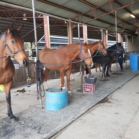 The Equine Club - Winery Find 0