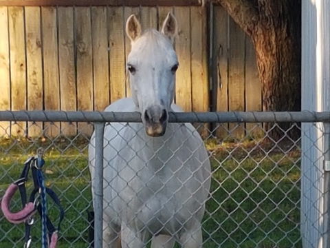 The Equine Club - Winery Find 2