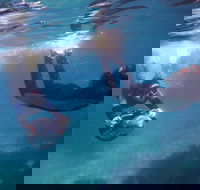 Small-Group Underwater Scooter Experience in Clovelly - Winery Find
