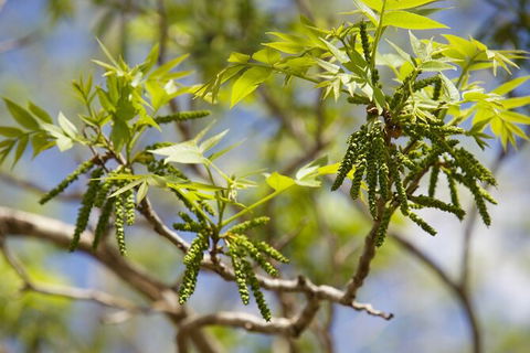 Pecan Farm Tour And Workshop, Byron Bay Hinterland - Winery Find 2