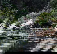 Everglades Eco Safari to Australia's Everglades - Winery Find