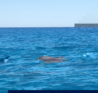 Noosa Wild Dolphin Safari - Winery Find