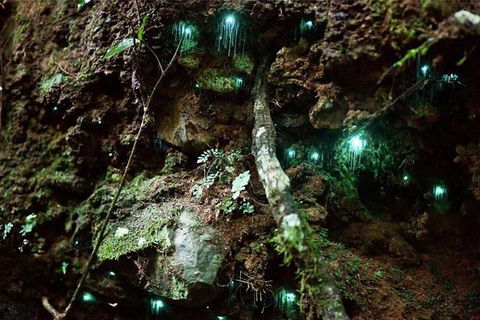 Glow Worm Evening Eco-Adventure From The Gold Coast - Winery Find 1