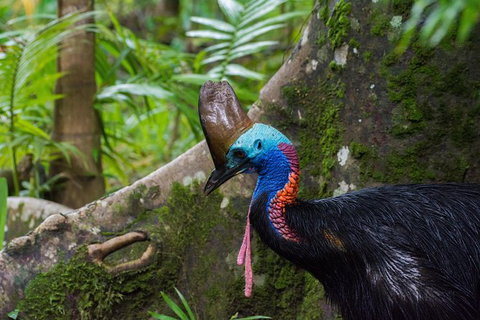 Daintree Afternoon Nocturnal Nature And Wildlife Tour - Winery Find 0