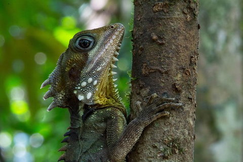 Daintree Afternoon Nocturnal Nature And Wildlife Tour - Winery Find 1