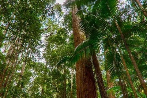 3-Day Fraser Island Hiking And 4WD Adventure From Hervey Bay - Winery Find 1