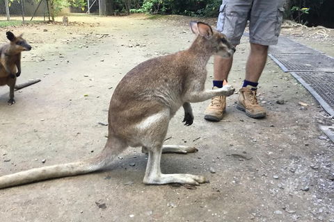 Daintree Luxury Limousine Tour - Full Day - Winery Find 10