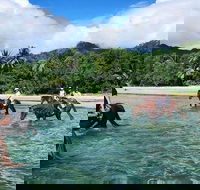 Afternoon Beach Horse Ride in Cape Tribulation - Winery Find