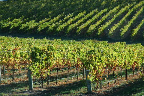 Adelaide Hills Wineries & Hahndorf - Winery Find 10