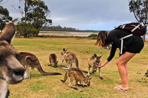 4-Day Fabulous Tasmania Tour: Wineglass Bay, Port Arthur, Devils & Bruny Island - Winery Find 5