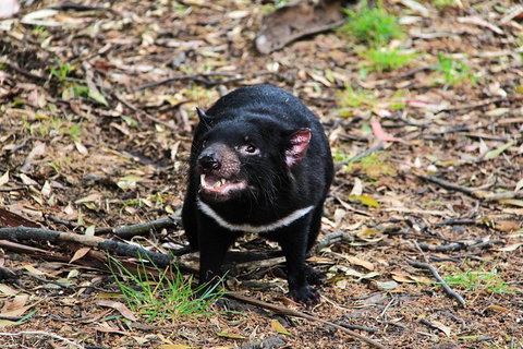 4-Day Fabulous Tasmania Tour: Wineglass Bay, Port Arthur, Devils & Bruny Island - Winery Find 4