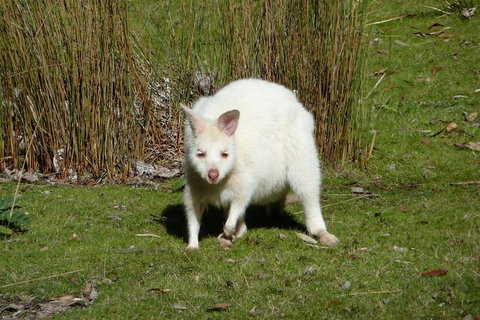 4-Day Fabulous Tasmania Tour: Wineglass Bay, Port Arthur, Devils & Bruny Island - Winery Find 2