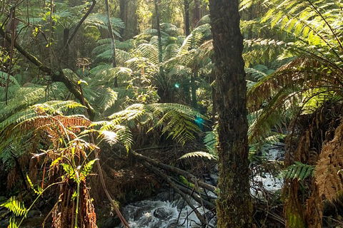 Hiking Tour To Aqueduct And Warburton Valley Lookout - Winery Find 3
